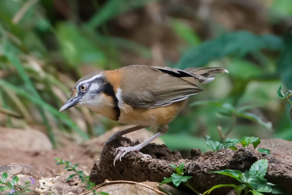 小黑领噪鹛(Garrulax monileger)