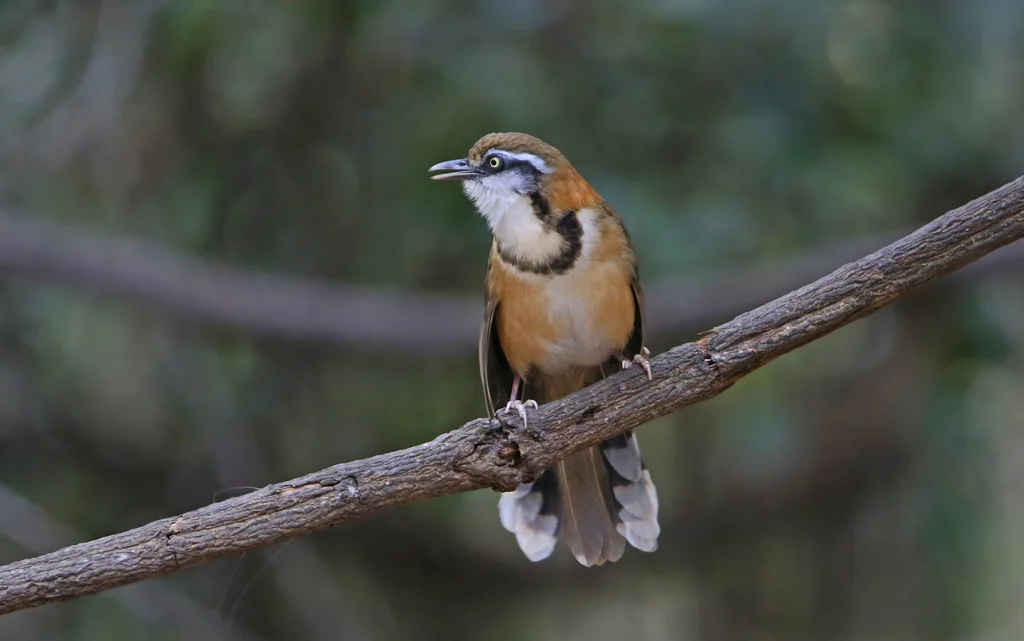 小黑领噪鹛(Garrulax monileger)