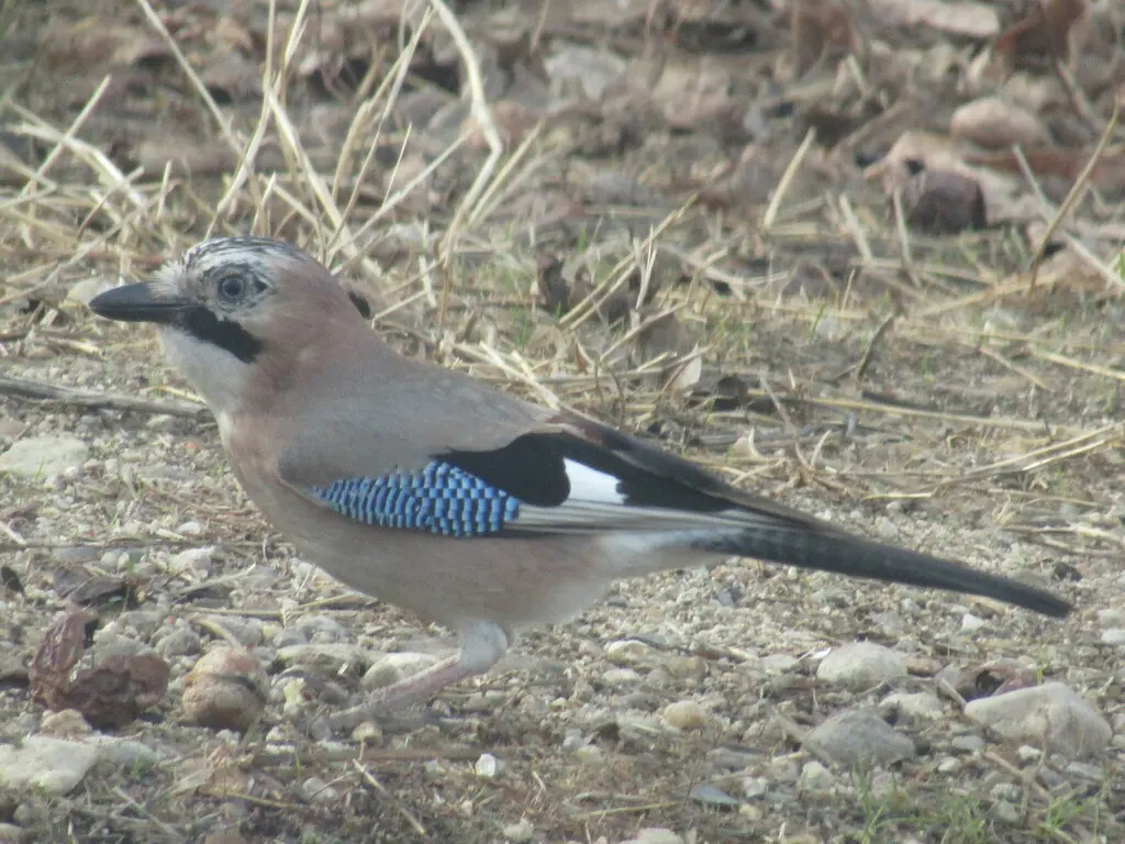 松鸦(Garrulus glandarius)