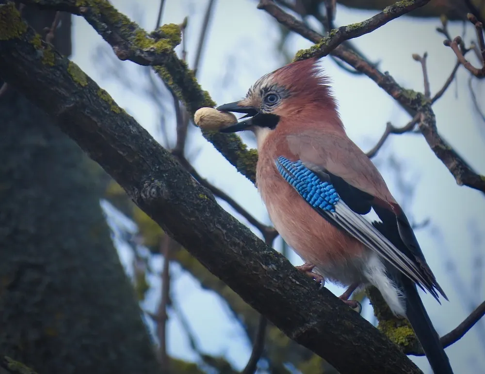 松鸦(Garrulus glandarius)