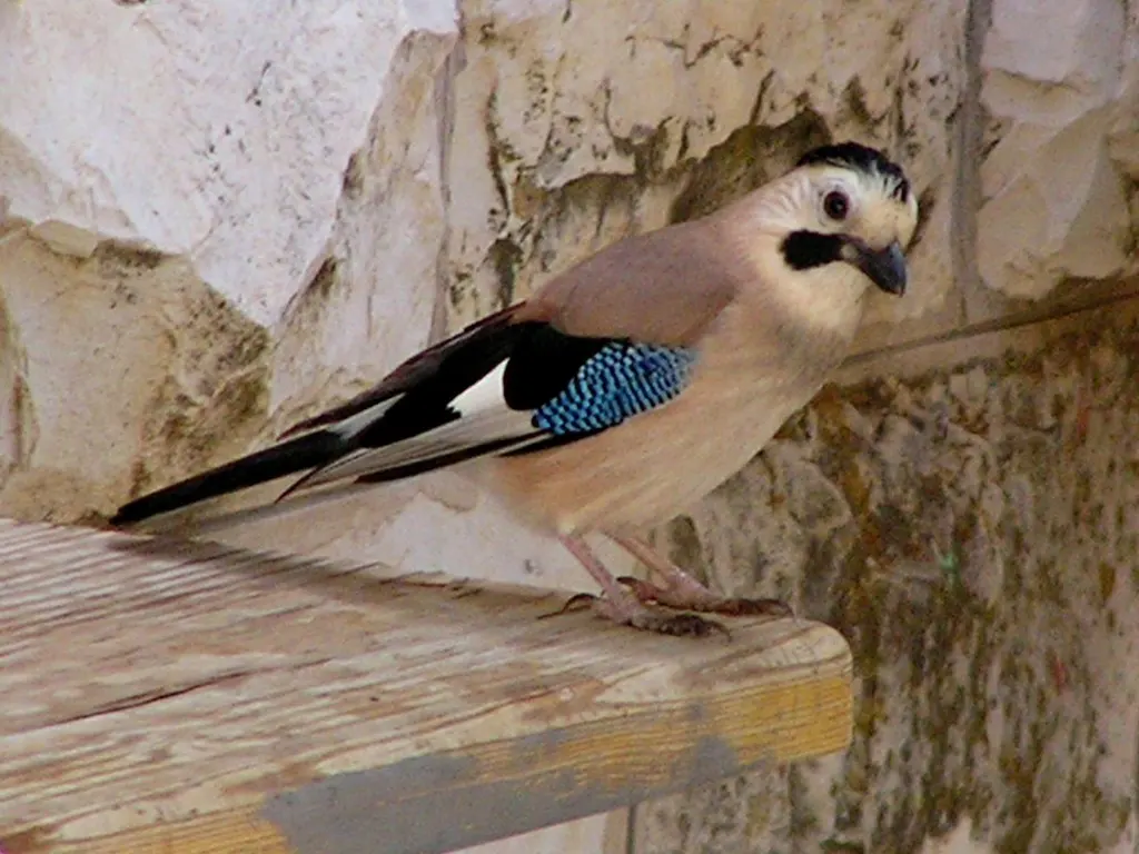 松鸦(Garrulus glandarius)