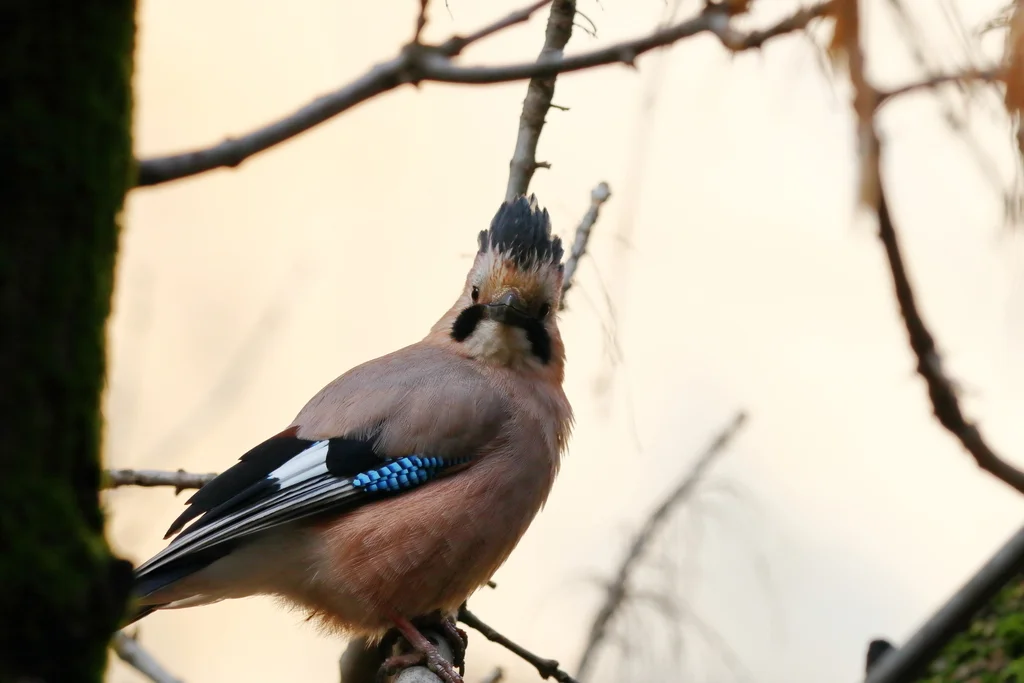 松鸦(Garrulus glandarius)