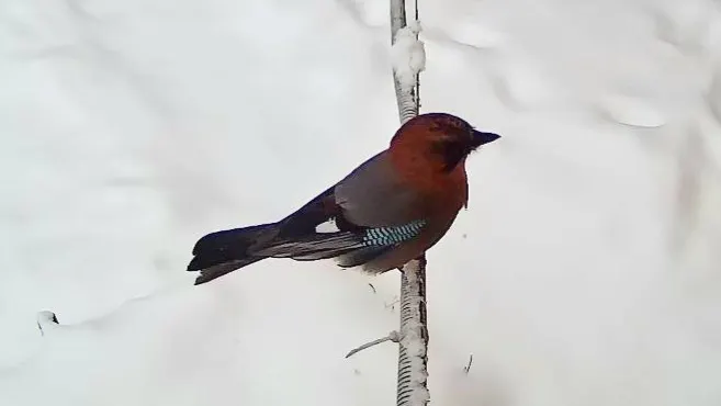 松鸦(Garrulus glandarius)