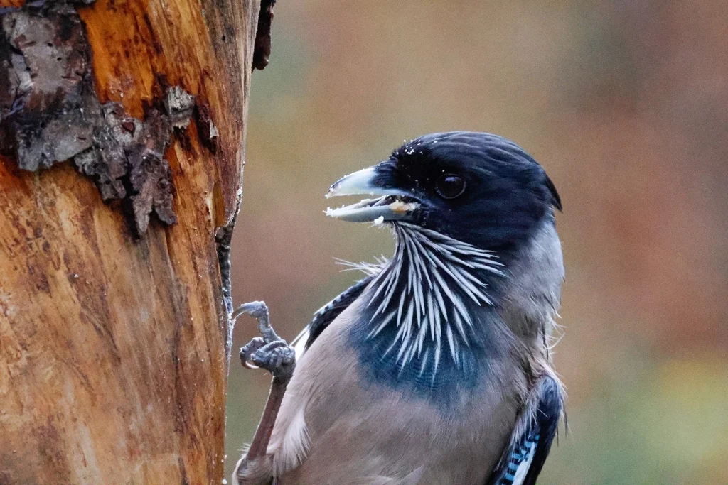 黑头松鸦(Garrulus lanceolatus)