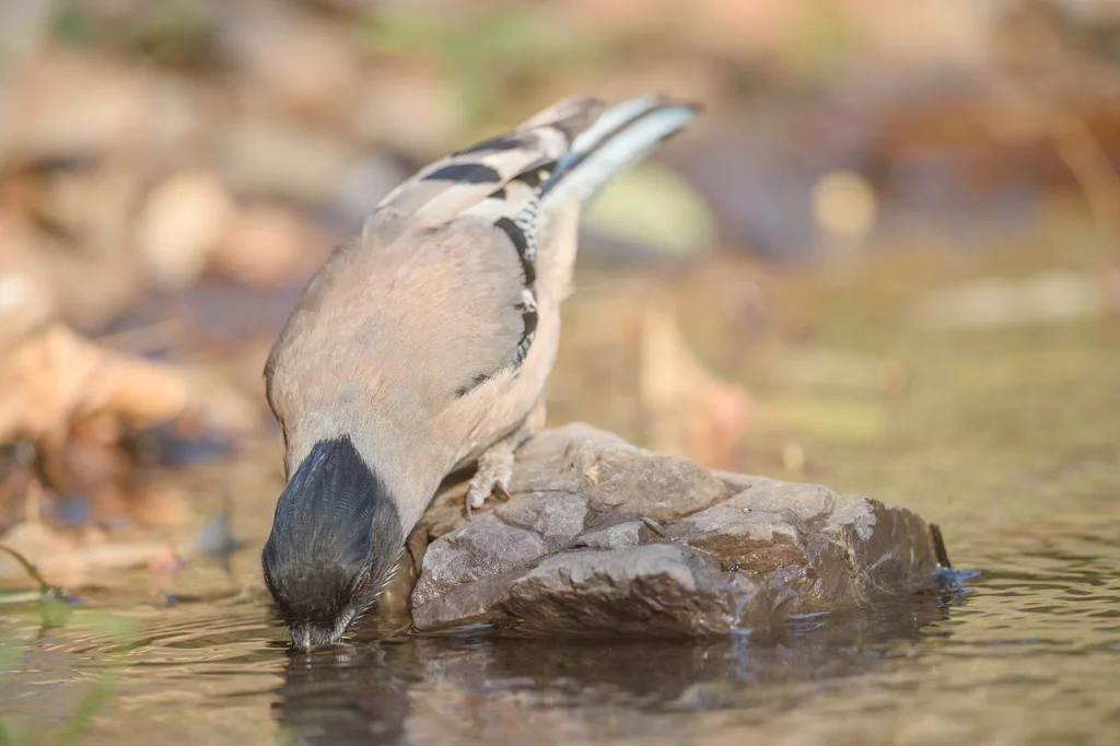 黑头松鸦(Garrulus lanceolatus)