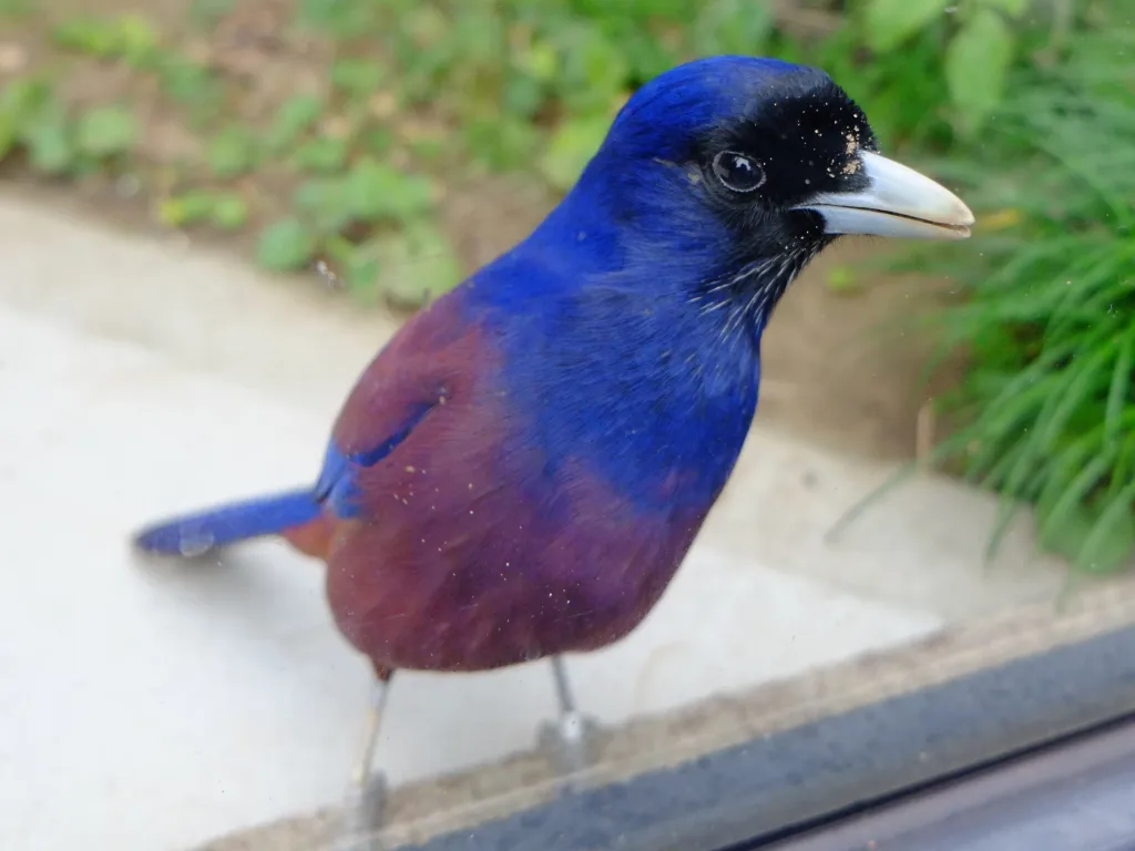 琉球松鸦(Garrulus lidthi)