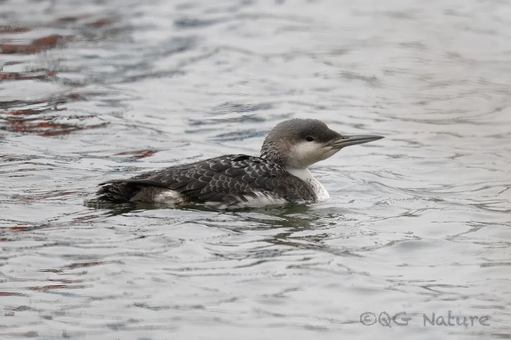 黑喉潜鸟（Gavia arctica）