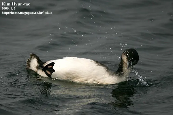 黑喉潜鸟（Gavia arctica）
