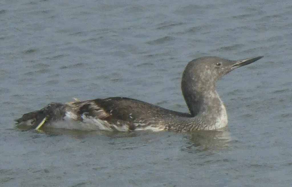 红喉潜鸟(Gavia stellata)