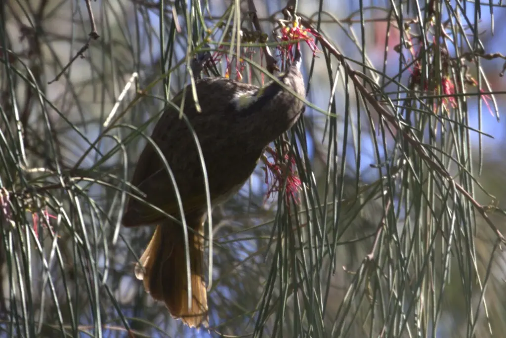 饰颈吸蜜鸟（Gavicalis fasciogularis）
