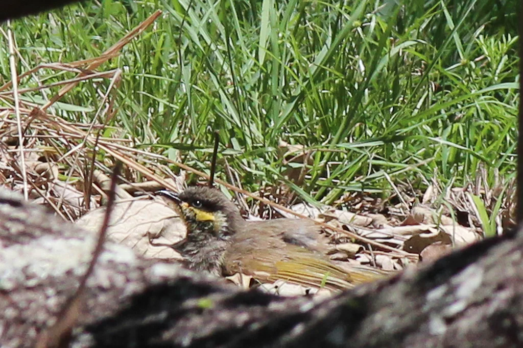 饰颈吸蜜鸟（Gavicalis fasciogularis）