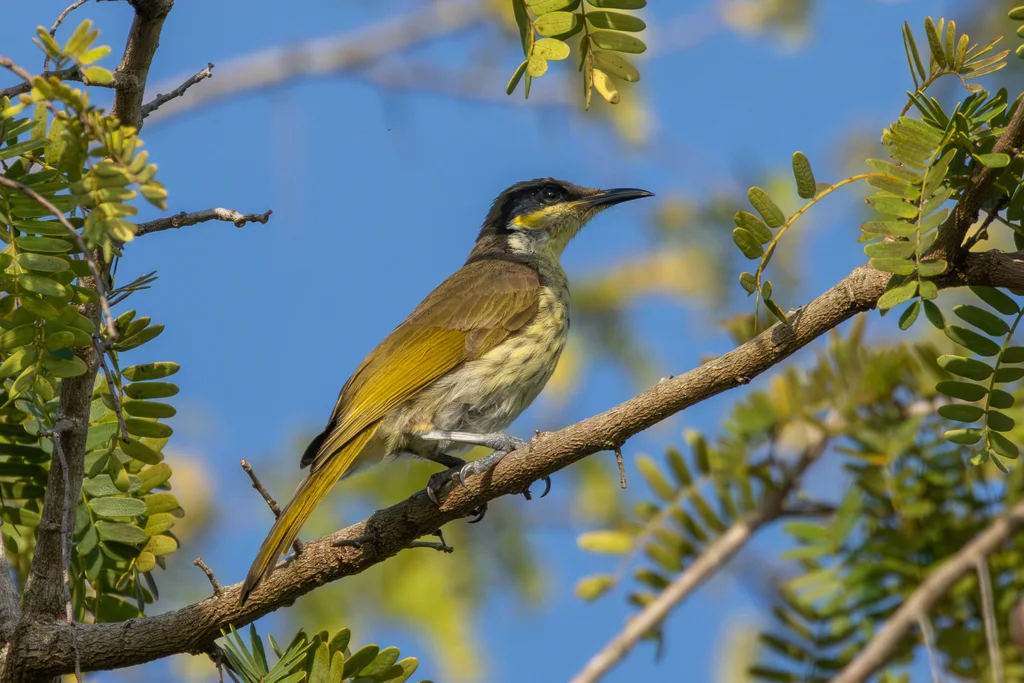 杂色吸蜜鸟(Gavicalis versicolor)