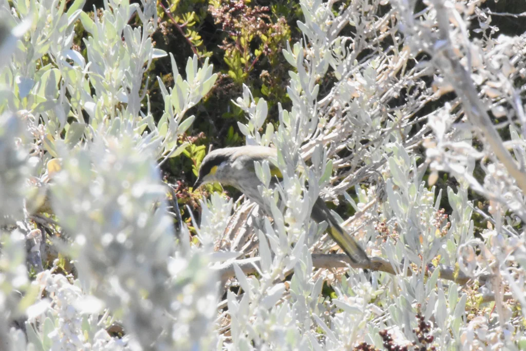 歌吸蜜鸟(Gavicalis virescens)