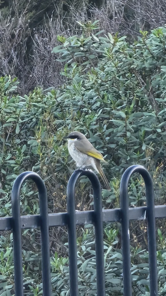 歌吸蜜鸟(Gavicalis virescens)