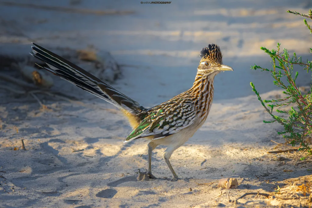 走鹃(Geococcyx californianus)