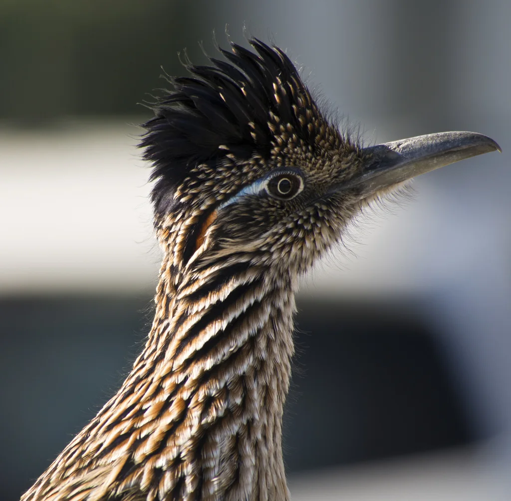 走鹃(Geococcyx californianus)