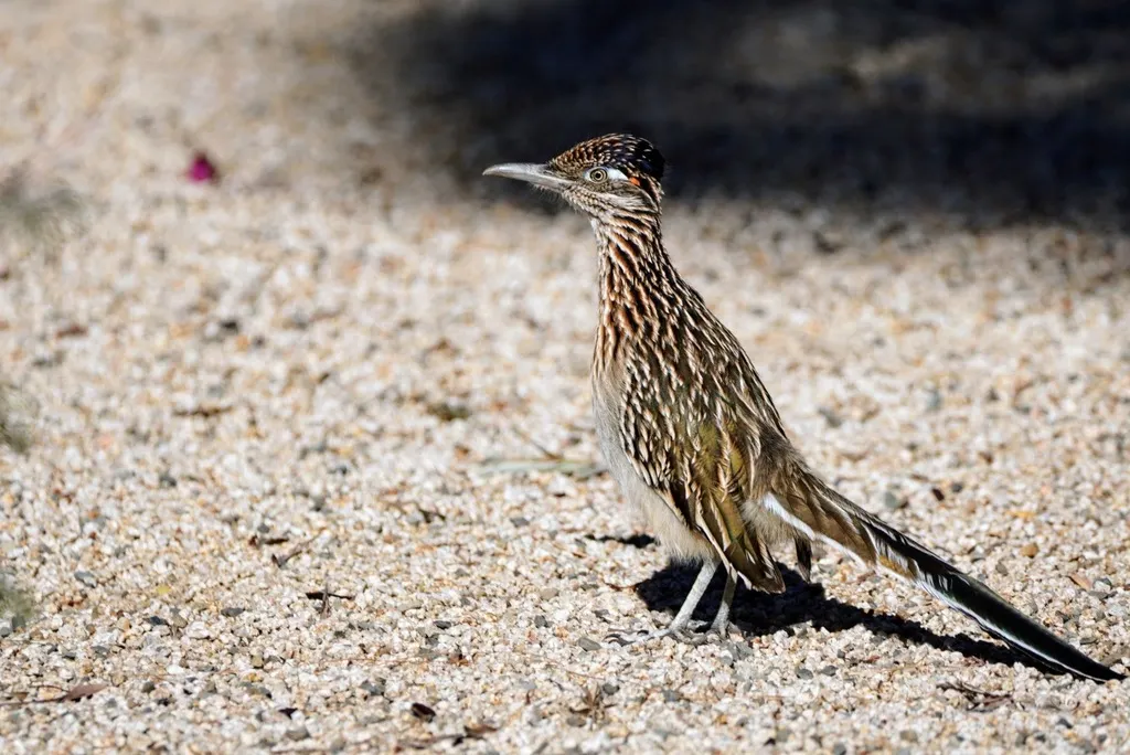 走鹃(Geococcyx californianus)