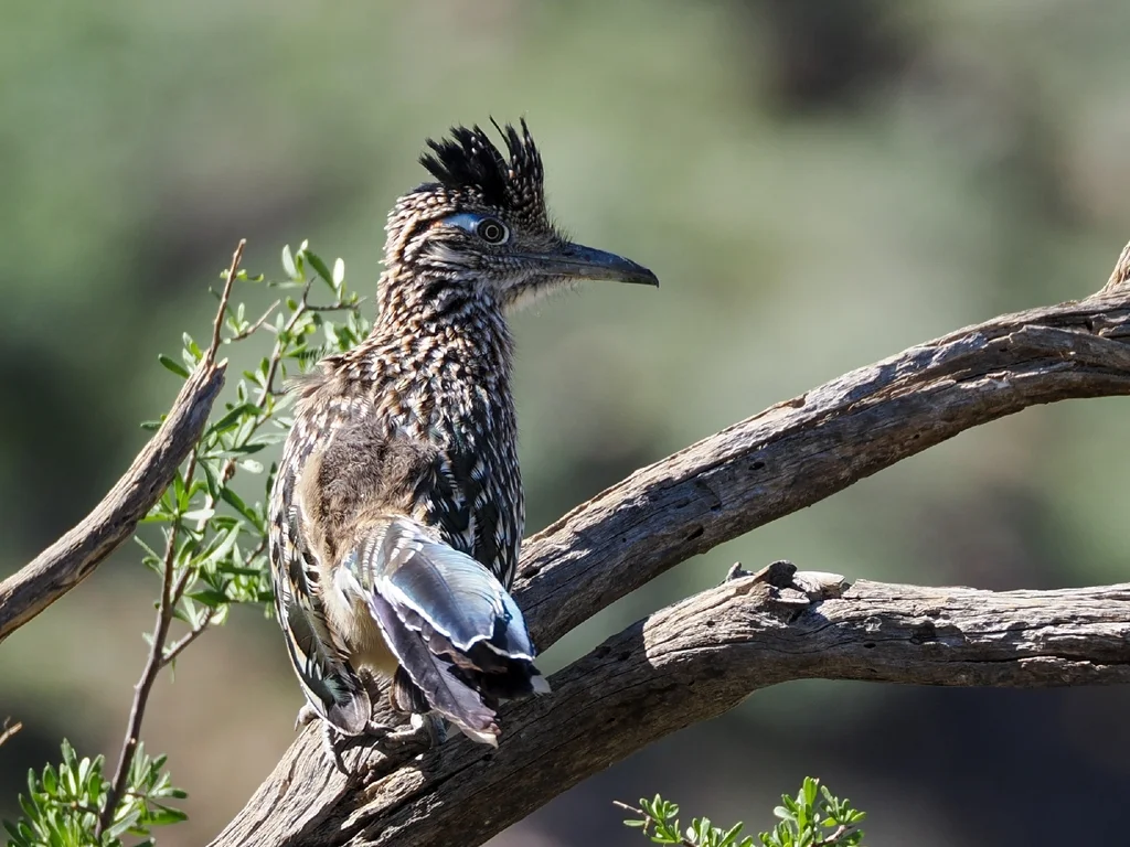 走鹃(Geococcyx californianus)