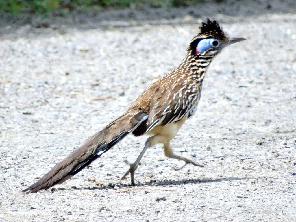 小走鹃(Geococcyx velox)