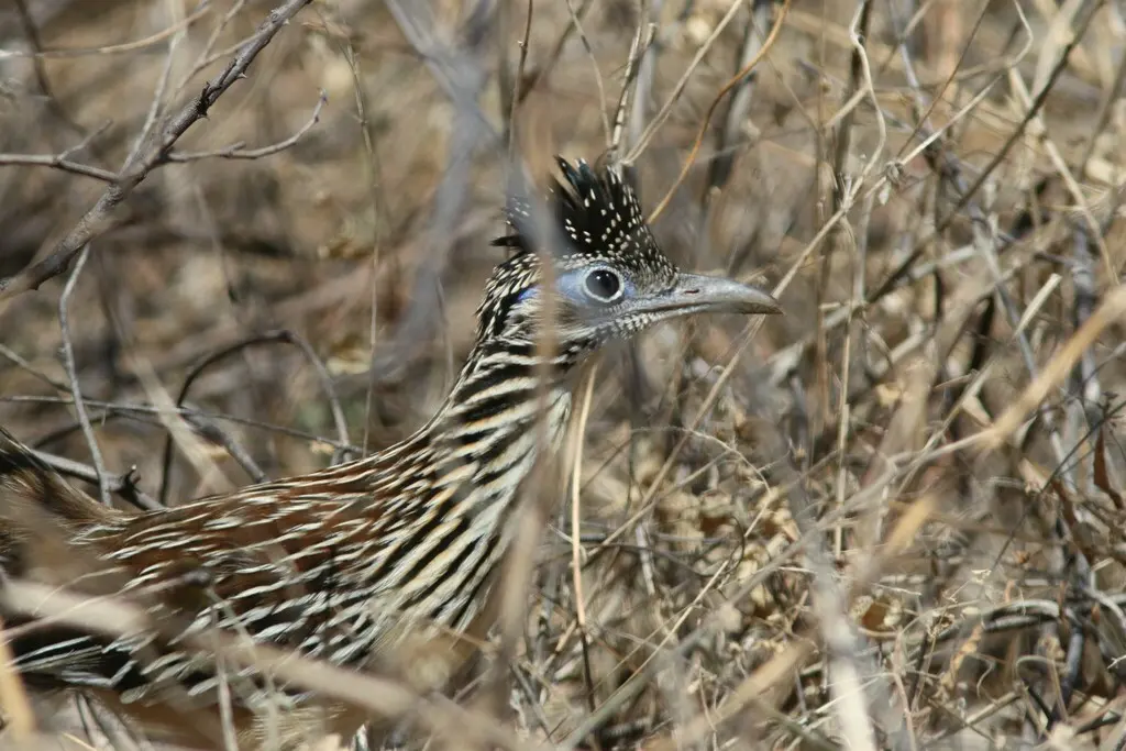 小走鹃(Geococcyx velox)