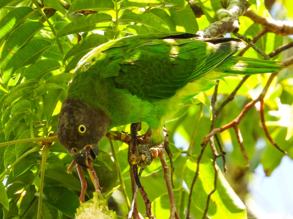 红脸鹦鹉(Geoffroyus geoffroyi)