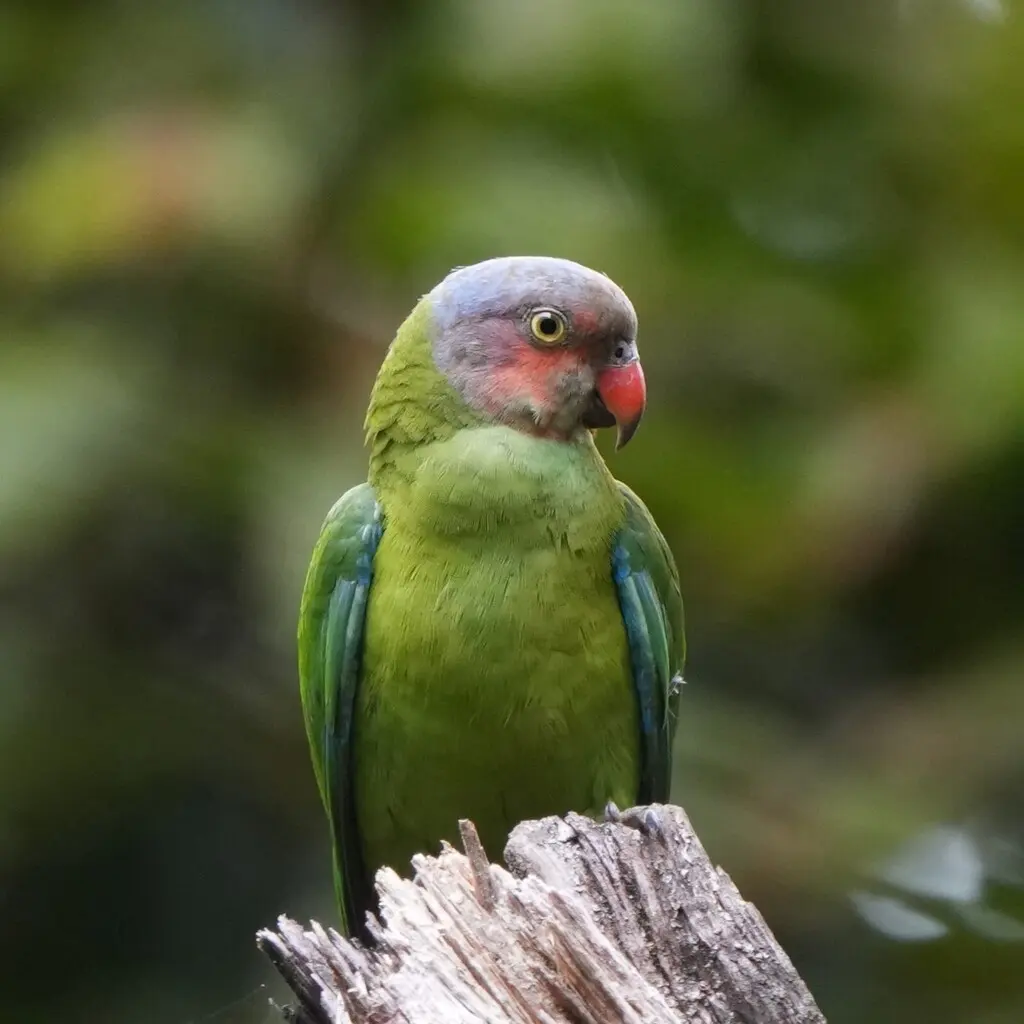 红脸鹦鹉(Geoffroyus geoffroyi)
