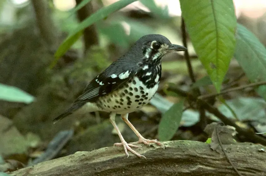 灰地鸫(Geokichla cinerea)