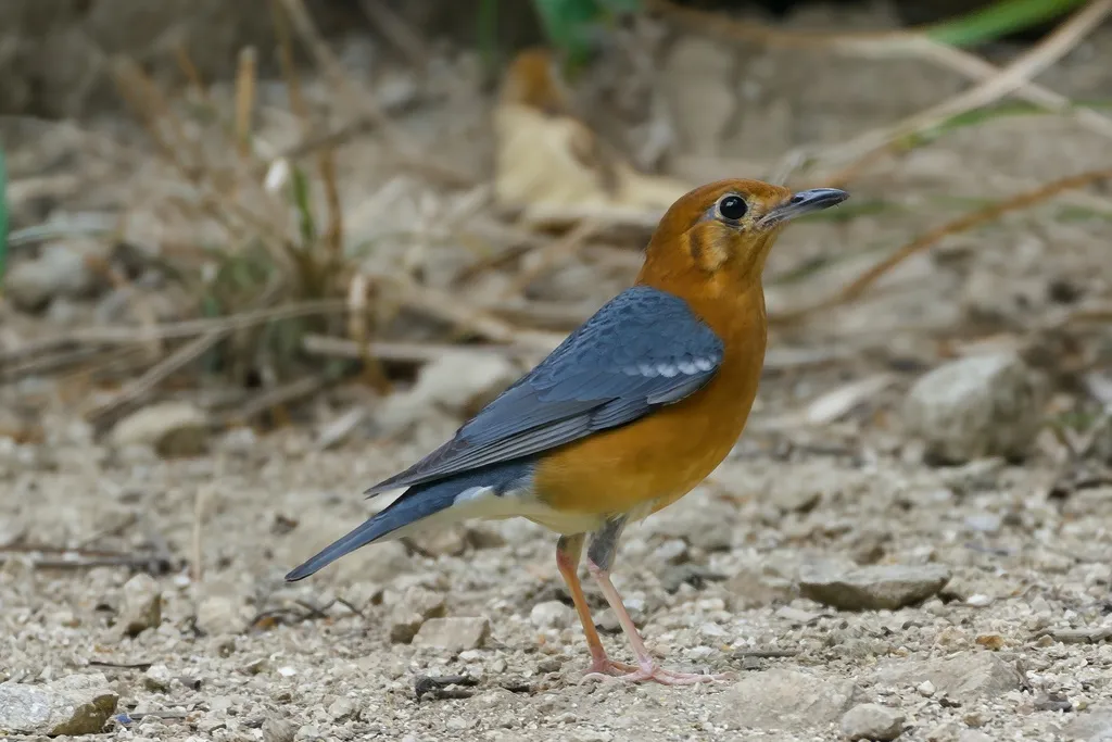 橙头地鸫(Geokichla citrina)