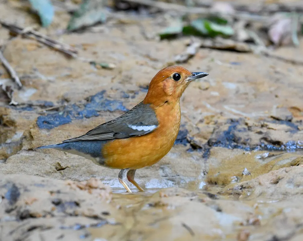 橙头地鸫(Geokichla citrina)