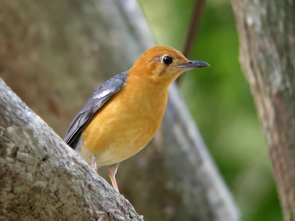 橙头地鸫(Geokichla citrina)
