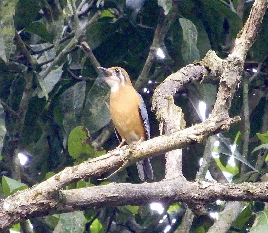 橙头地鸫(Geokichla citrina)