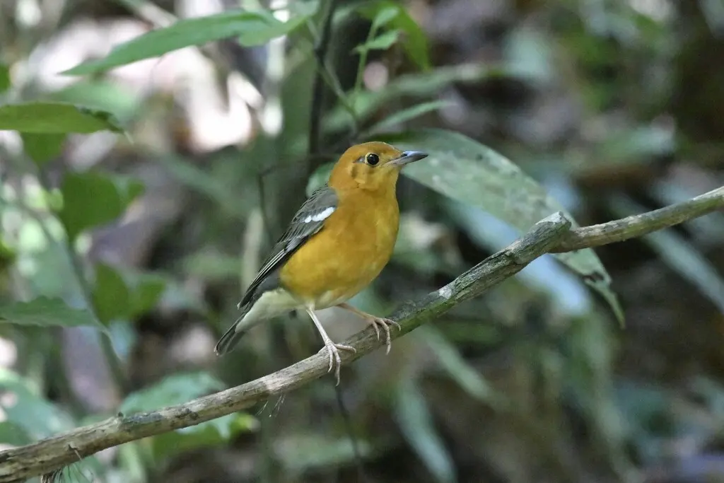 橙头地鸫(Geokichla citrina)