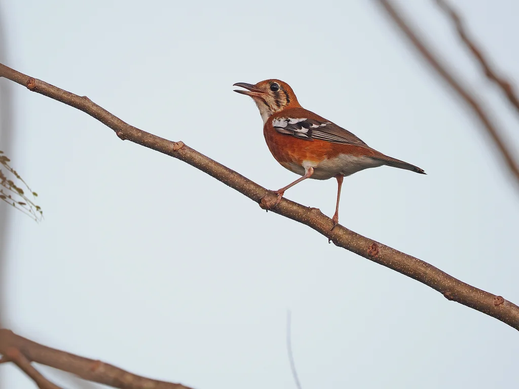 橙斑地鸫(Geokichla peronii)