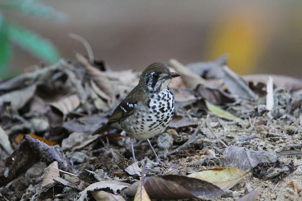 斑翅地鸫(Geokichla spiloptera)