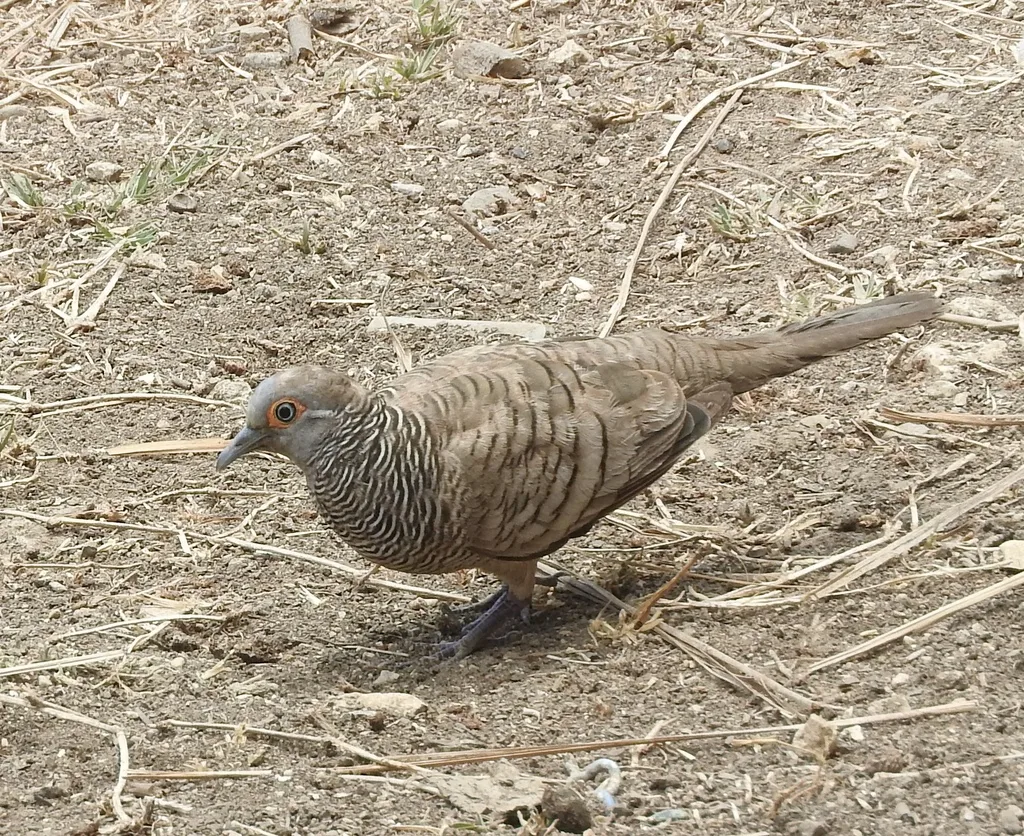 帝汶姬地鸠（Geopelia maugeus）