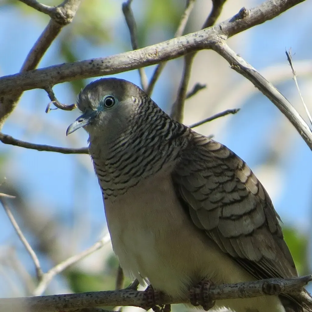 戈氏姬地鸠(Geopelia placida)