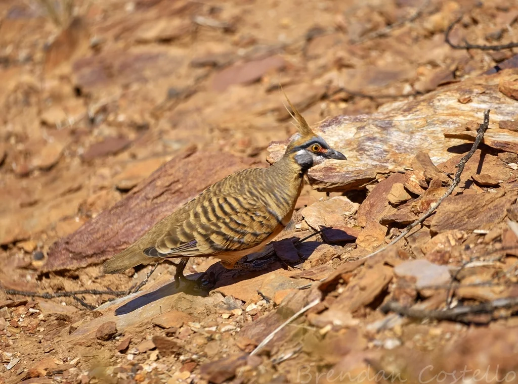 冠翎鹑鸠(Geophaps plumifera)