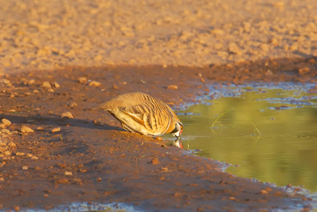 冠翎鹑鸠(Geophaps plumifera)