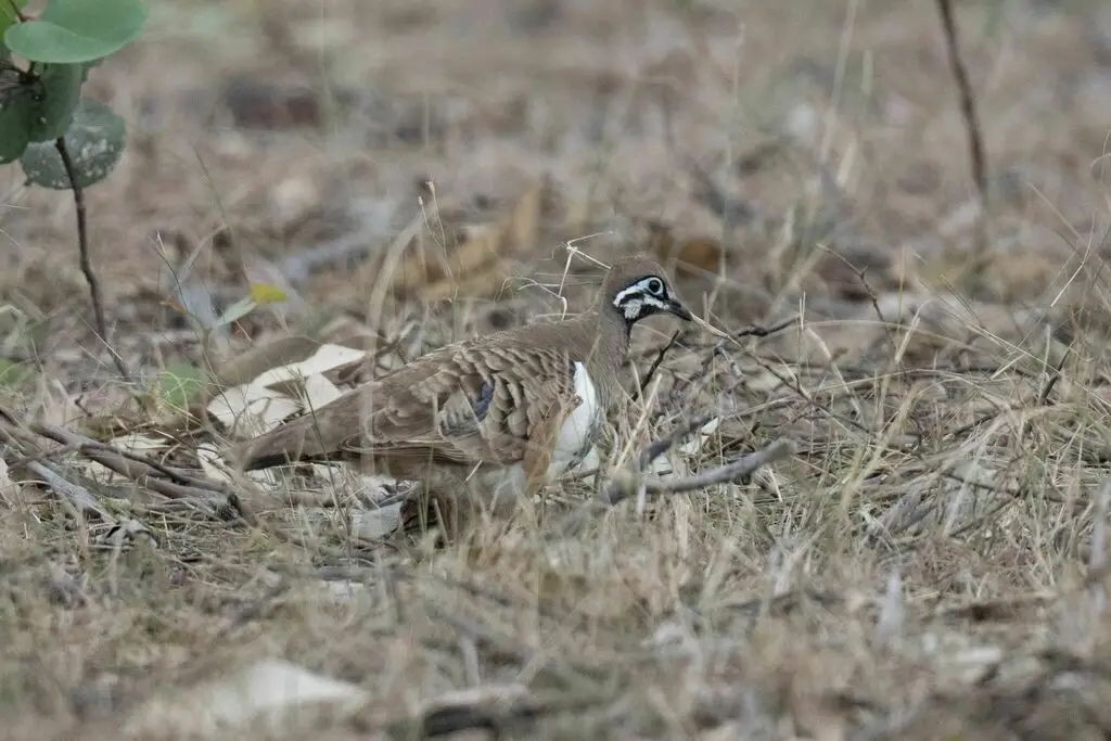 鹑鸠(Geophaps scripta)