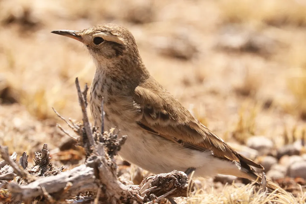 掘穴雀(Geositta cunicularia)
