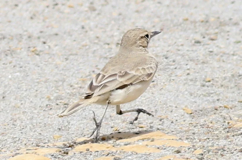 岸掘穴雀(Geositta peruviana)