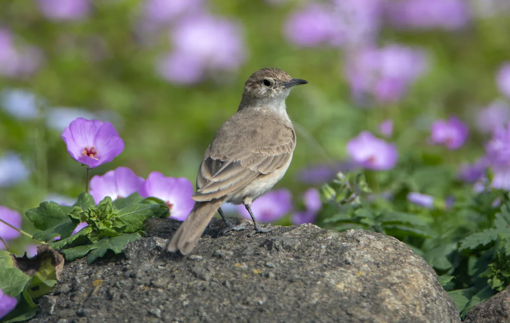 岸掘穴雀(Geositta peruviana)
