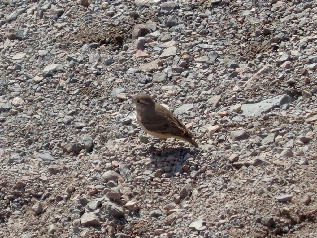 棕斑掘穴雀(Geositta rufipennis)