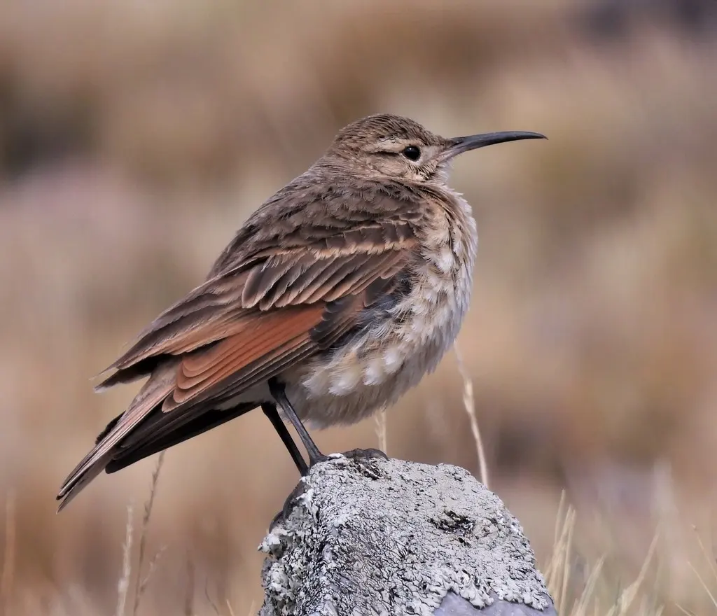 细嘴掘穴雀(Geositta tenuirostris)