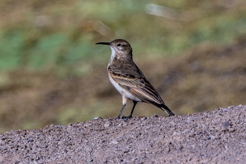 细嘴掘穴雀(Geositta tenuirostris)