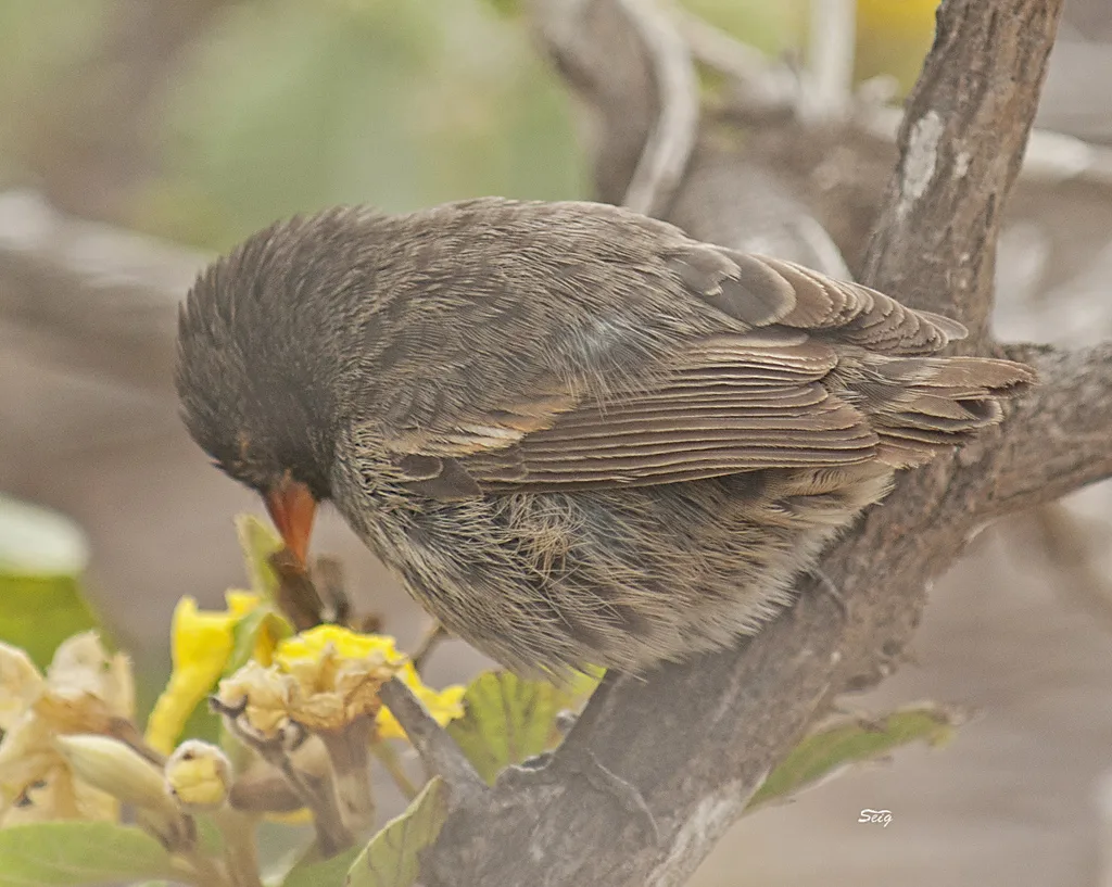 吉岛地雀(Geospiza acutirostris)