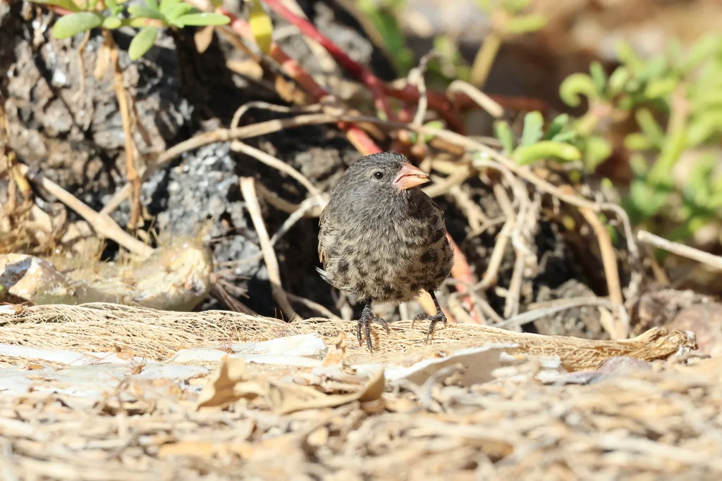 吉岛地雀(Geospiza acutirostris)