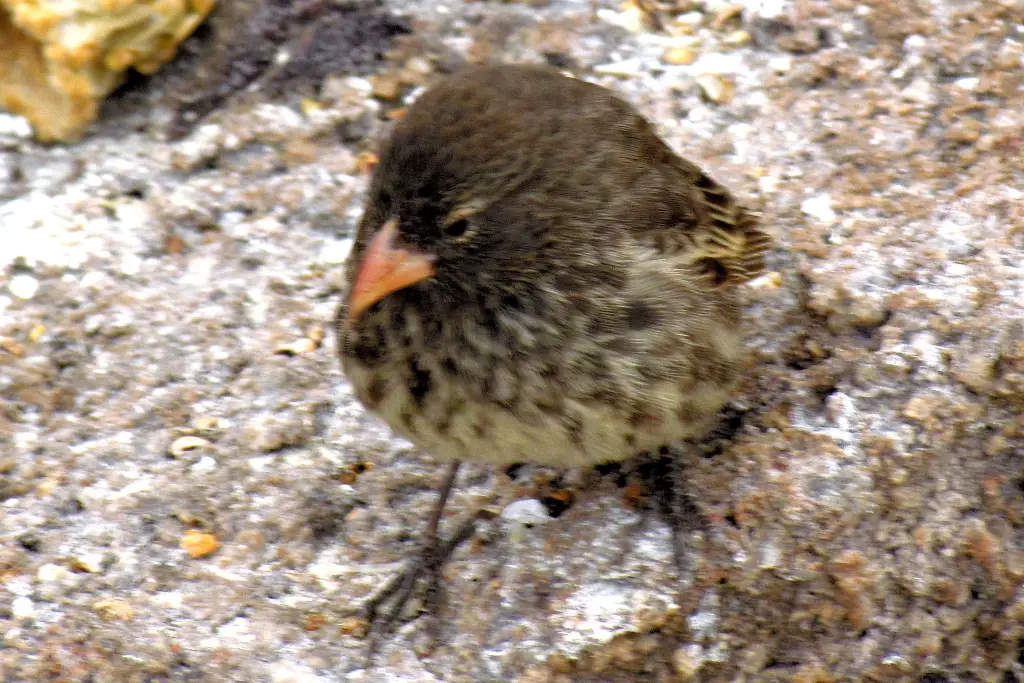 尖嘴地雀(Geospiza difficilis)