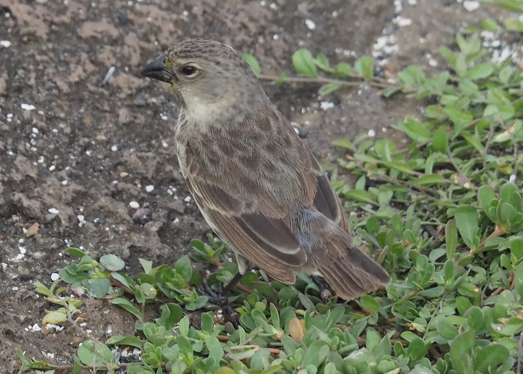 中地雀(Geospiza fortis)