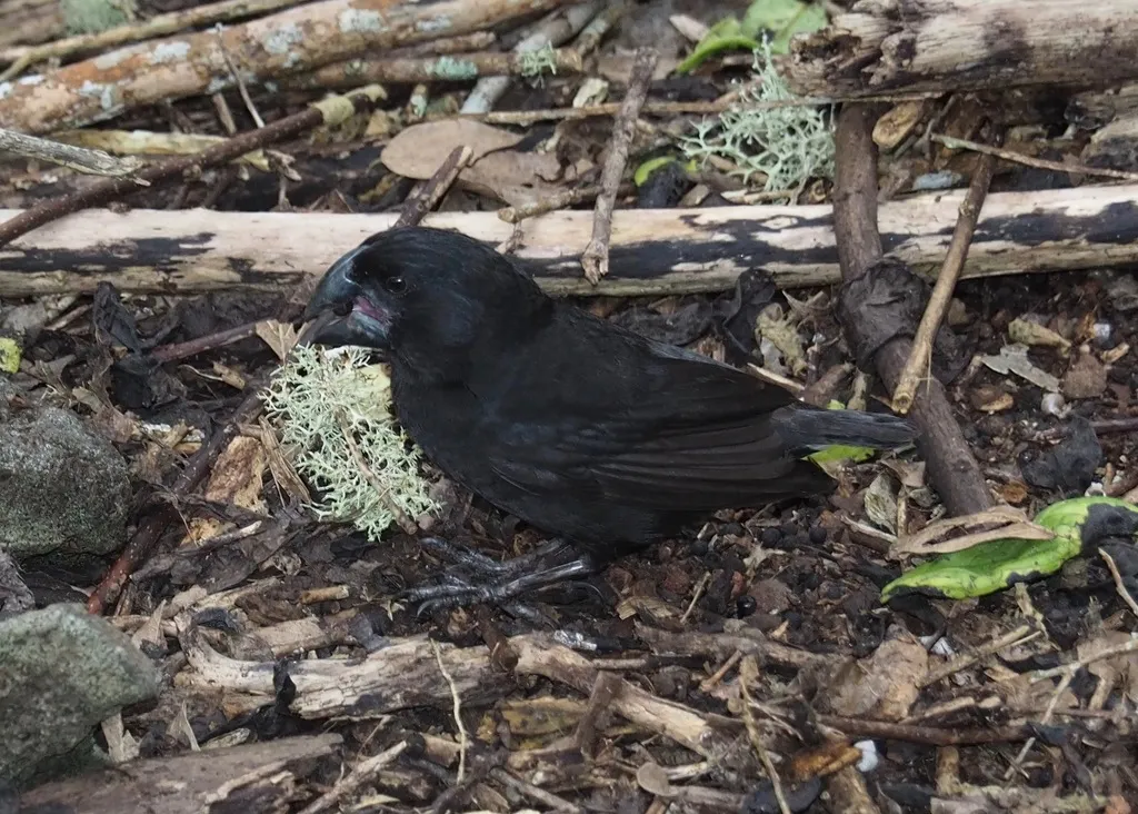 大地雀（Geospiza magnirostris）